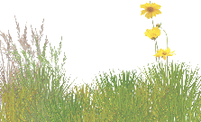 wpfb9f434b.gif